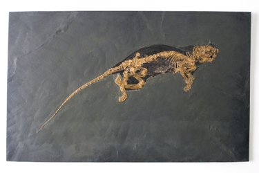 Ce petit animal à incisives coupantes et molaires broyeuses est un des premiers représentants des rongeurs modernes, l’ordre des mammifères qui compte le plus grand nombre d’espèces aujourd’hui.