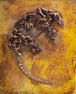 Eurotamandua a une mâchoire sans dents et très peu mobile, un museau tubulaire et une langue agile, très pratique pour « coller » les fourmis et les termites.