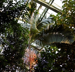 Serre des forêts tropicales humides. Vue du toit