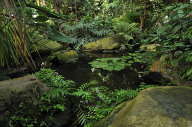 Serre des forêts tropicales humides