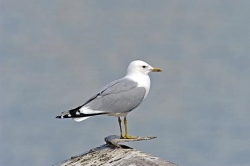 Le Goéland cendré (Larus canus) est lui aussi menacé d’extinction. il est classé dans la catégorie "vulnérable"