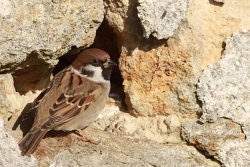 Moineau friquet
