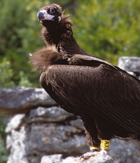 Vautour moine