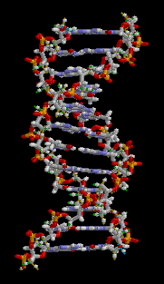Structure de la molécule d’ADN