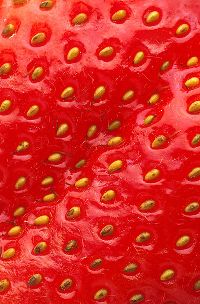 Fraise en gros plan