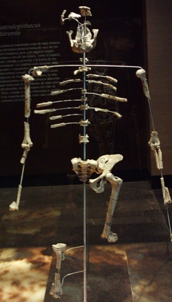 Lucy, Australopithecus afarensis, découverte par le trio Coppens, Taieb, Johanson.