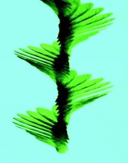 Chronophotographie de la chute d’une samare d’érable. Elle fait 15 à 30 tours sur elle-même en une seconde.