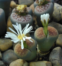 Lithops, littéralement : fleur-pierre