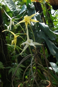 Etoile de Madagascar, Angraecum sesquipedale