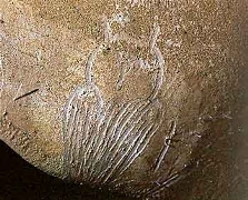 Le hibou de la grotte Chauvet a été gravé sur la paroi. Il a la particularité de regarder le spectateur tout en étant de dos