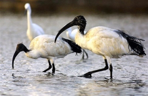 Echappé d’un parc zoologique en 1994, l’ibis a trouvé depuis ses repères dans le golfe du Morbihan...