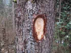 Marquage du bois avant la coupe.