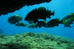 Réserve de Scandola