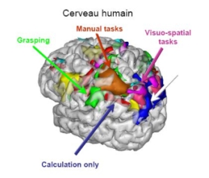 Nombres et longueurs sont codés par des neurones très proches dans le cortex pariéta
