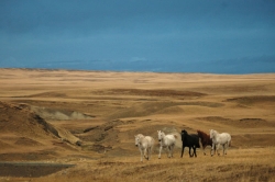Chevaux dans la pampa argentine