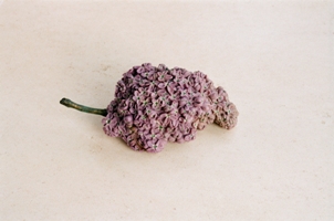 Boite en fleur de lilas en sugilite