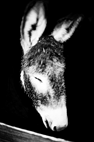 Jean-François SPRICIGO, "Anima IV" 2009, Photographie argentique, 60 x 40