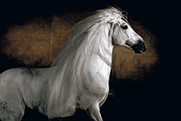 Yann ARTHUS BERTRAND Templado, Etalon Lusitanien II 2011 Tirage argentique, collage sous plexiglass 4mm 80 x 120