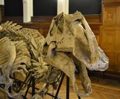 Prosaurolophus Maximus