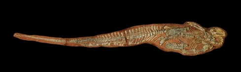 Clover le Ténontosaure