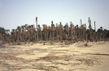 Demain, à l’issue de la salinisation des sols ?