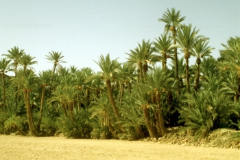 Tozeur (oasis du Djerid, Tunisie)