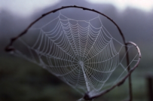 Toile géométrique d’épeire diadème (Araneus diadematus)