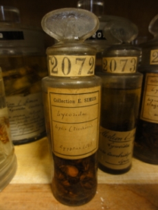 Collection Eugène Simon - MNHN