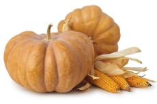 Auparavant, le potiron avait mauvaise réputation et servait au bétail.