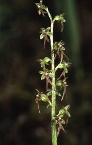 Listère à feuille cordée (Neottia cordata)