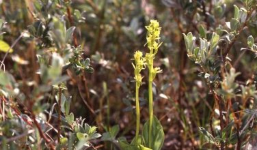 Liparis de Loesel ( Liparis loeselii)