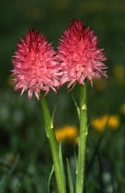 Nigritelle rose (Gymnadenia corneliana)