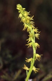 Orchis musc ( Heminium monorchis)