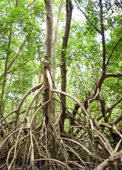 Palétuvier de la Mangrove de Rivière-Salée en Martinique