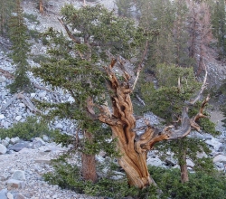 Le Pinus longaeva peut atteindre les 5000 ans d’âge. On le trouve aux Etats-Unis.