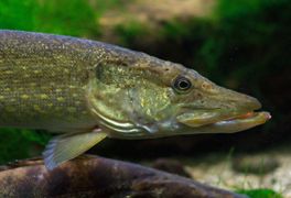 Le brochet doit son nom à ses dents.