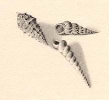 Dessin de coquillage par Henri Mondor illustrant le livre de Paul Valery L’Homme et la coquille