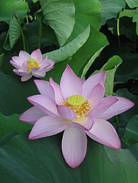 Lotus sacré