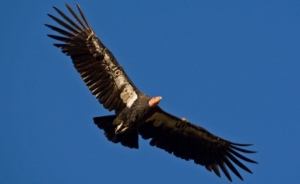 Le Condor, seigneur des oiseaux