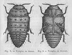Nymphe de Phylloxéra