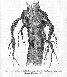 Racines couvertes de Phylloxera vastatrix