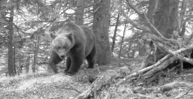 Photo d’ours prise dans les Pyrénées en mai 2011 par l’équipe de l’ONCFS.