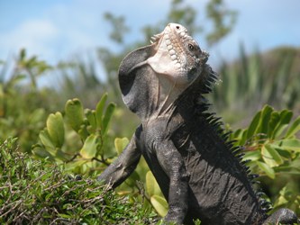 Iguana delicatessima,  espèce menacée de l’Ile de la Réunion.