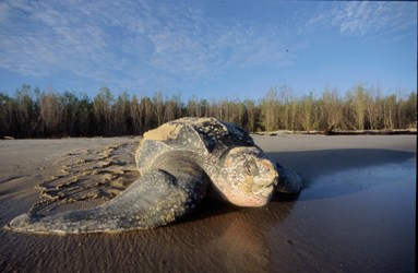 Tortue luth, espèce menacée classée sur la liste rouge de l’UICN.