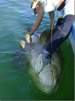 Le mérou géant au large de la Guyane est "protégé" de la chasse sous-marine par les eaux troubles.