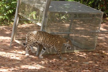 Les jaguars qui vivent trop près des habitations sont capturés et relâchés plus loin dans la forêt guyannaise.