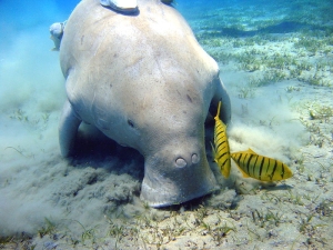 On estime qu’il n’existe plus qu’une dizaine de Dugong au large de Mayotte.