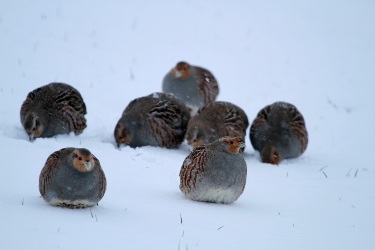 Perdrix grise en hiver.