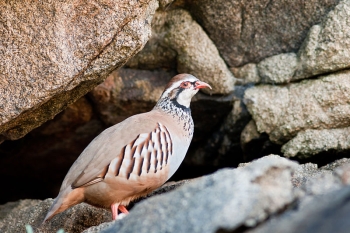 On trouve également la perdrix rouge sur les côtes de Bretagne.