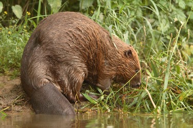 Considéré comme un poisson au Moyen-âge, le castor était  consommé le vendredi.